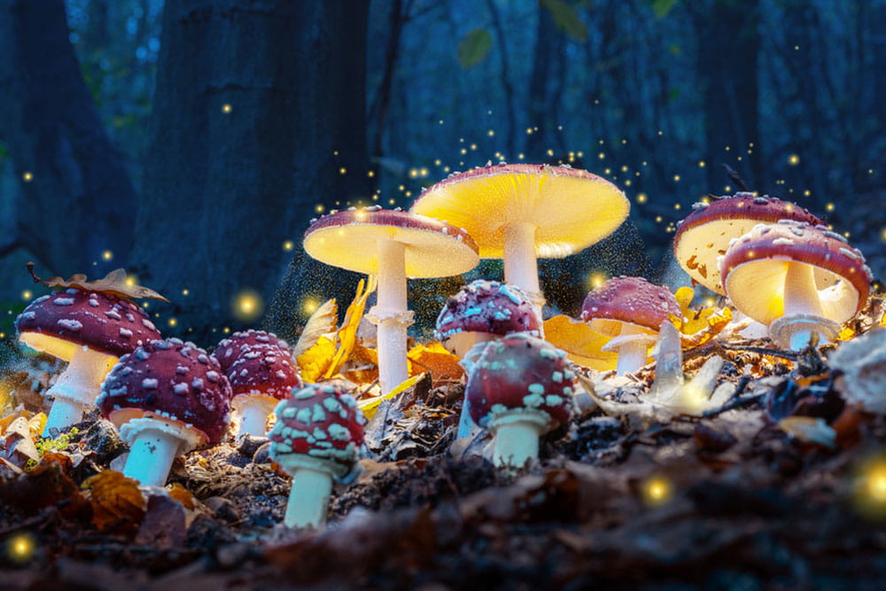 Mushrooms in a field background image